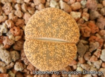 19140 giuseppe2 Giuseppe Distefano