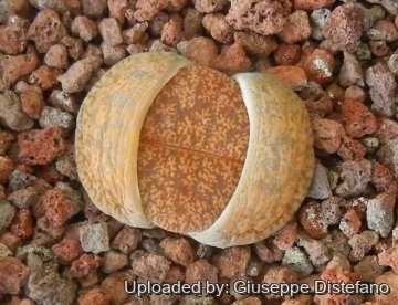 19151 giuseppe2 Giuseppe Distefano