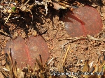 30037 frikkie Frikkie Hall