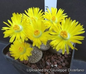 25637 giuseppe2 Giuseppe Distefano