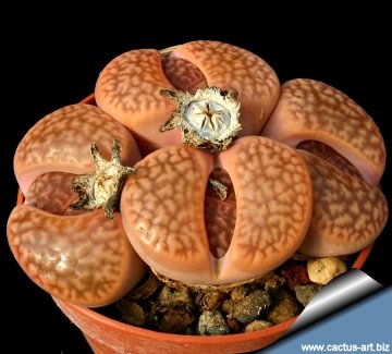 4787 cactus-art Cactus Art