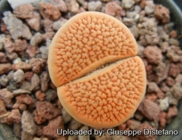 19239 giuseppe2 Giuseppe Distefano