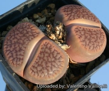 4503 valentino Valentino Vallicelli