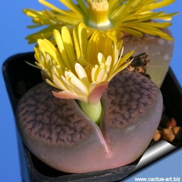 4504 cactus-art Cactus Art