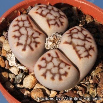 10201 valentino Valentino Vallicelli