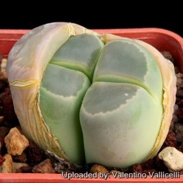 12606 valentino Valentino Vallicelli