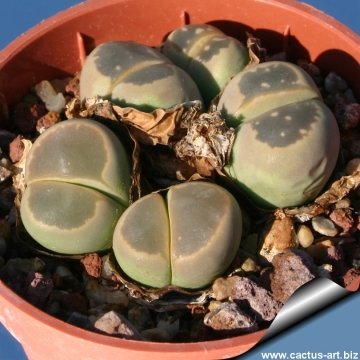 12607 cactus-art Cactus Art