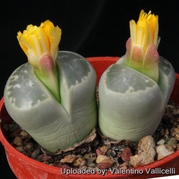 15229 valentino Valentino Vallicelli