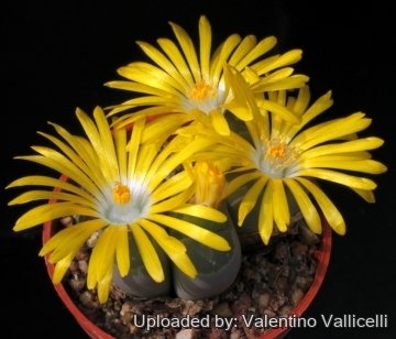 15231 valentino Valentino Vallicelli