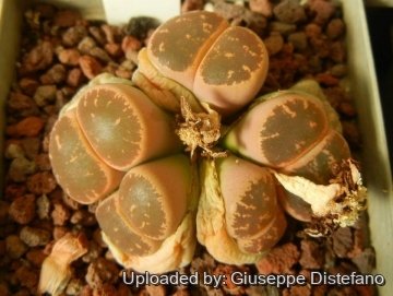 19144 giuseppe2 Giuseppe Distefano