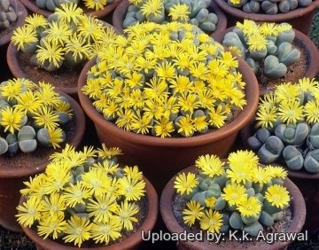 21713 agrawal K.k. Agrawal 