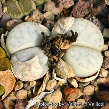 4460 valentino Valentino Vallicelli