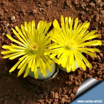 4463 cactus-art Cactus Art