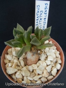 19282 giuseppe2 Giuseppe Distefano