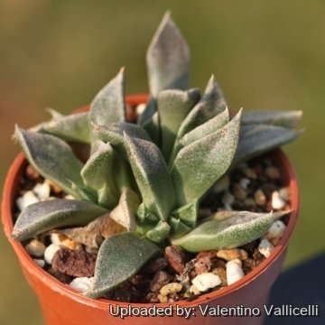 25693 valentino Valentino Vallicelli