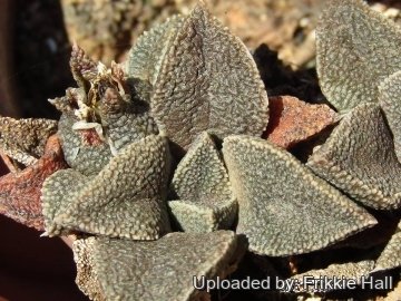 29830 frikkie Frikkie Hall