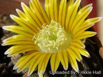 29831 frikkie Frikkie Hall