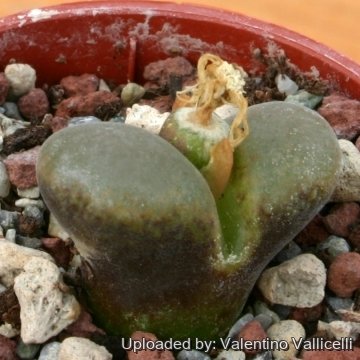 5615 valentino Valentino Vallicelli