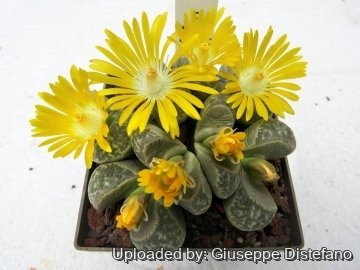 22013 giuseppe2 Giuseppe Distefano