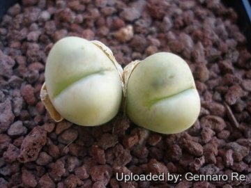 23853 gennaro Gennaro Re