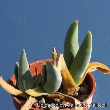 13138 valentino Valentino Vallicelli