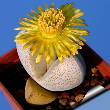 5572 cactus-art Cactus Art