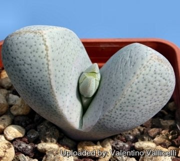 5571 valentino Valentino Vallicelli