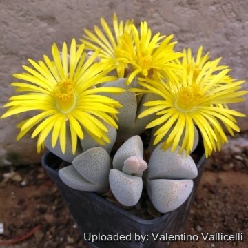 27562 valentino Valentino Vallicelli