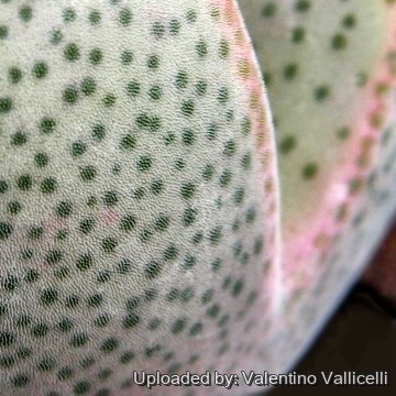 5562 valentino Valentino Vallicelli