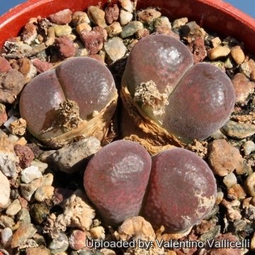 10659 valentino Valentino Vallicelli