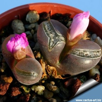 10662 cactus-art Cactus Art