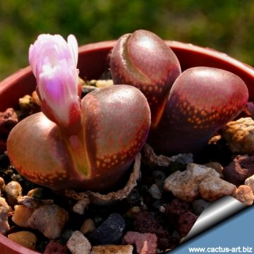 10663 cactus-art Cactus Art