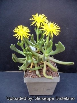 19236 giuseppe2 Giuseppe Distefano