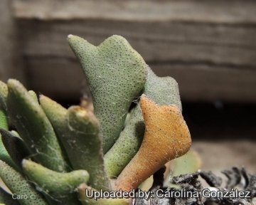 26212 carolina Carolina González