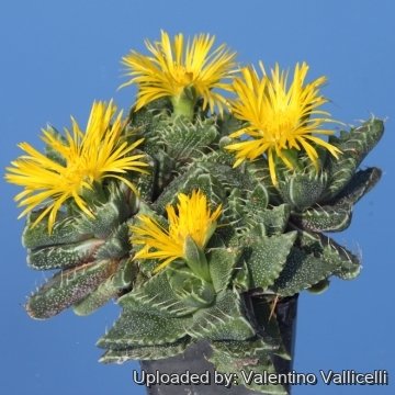 16941 valentino Valentino Vallicelli