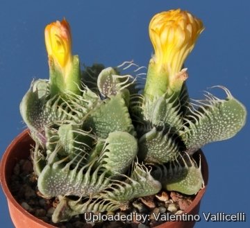 5758 valentino Valentino Vallicelli