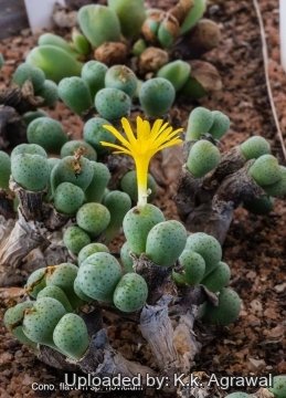 19717 agrawal K.k. Agrawal 