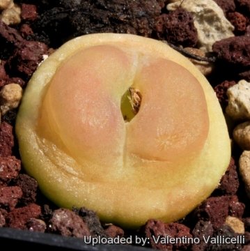 6897 valentino Valentino Vallicelli