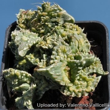 8007 valentino Valentino Vallicelli