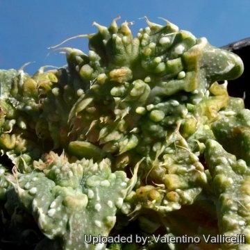 8014 valentino Valentino Vallicelli