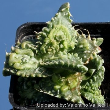 8008 valentino Valentino Vallicelli