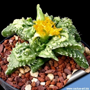 8009 cactus-art Cactus Art