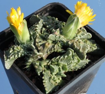 8012 cactus-art Cactus Art