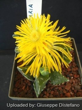 19159 giuseppe2 Giuseppe Distefano