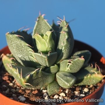 25678 valentino Valentino Vallicelli