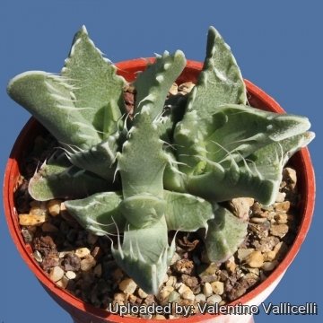 10589 valentino Valentino Vallicelli