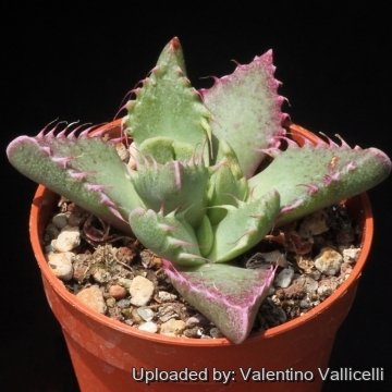 15822 valentino Valentino Vallicelli