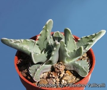 10588 valentino Valentino Vallicelli