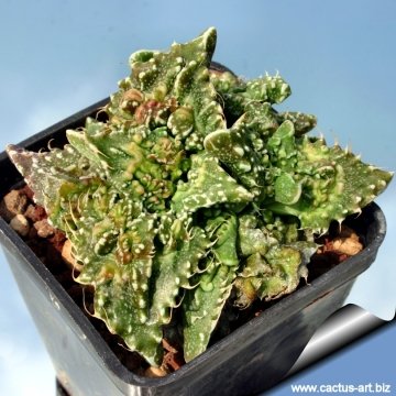 8010 cactus-art Cactus Art