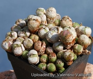 8576 valentino Valentino Vallicelli